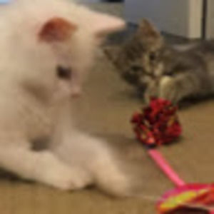 Meet your Posher, Maeve